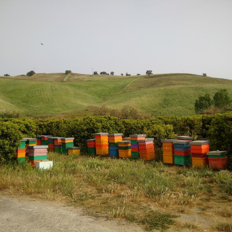 Agriturismo Trappeto Vecchio San Demetrio Corone Esterno foto